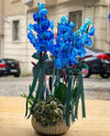 6 dal Magic Blue Mavi Orkide