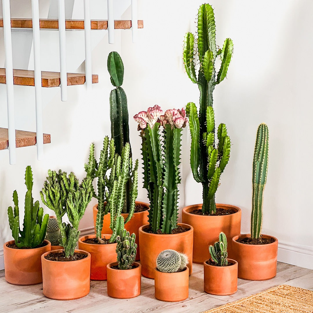 Espèces de cactus (collection mixte)