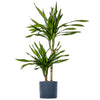 Dracaena Fragrans Lemon Lime