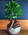 Bonzai Ficus