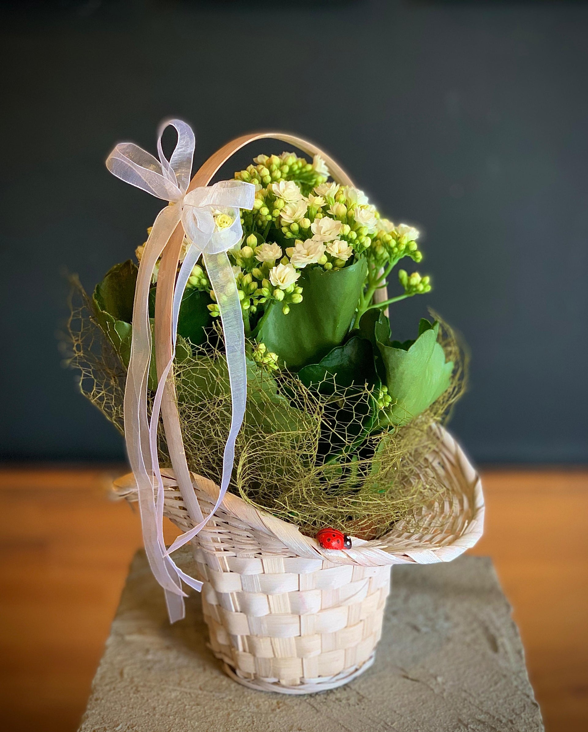 Anthurium (Fleur de flamant rose)