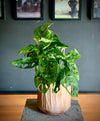 Monkey Monstera Adansonii