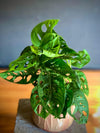 Monkey Monstera Adansonii