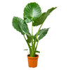 Alocasia Macrorrhiza (Fil Kulağı)