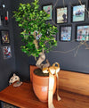 Bonzai Ficus Microcarpa Ginseng