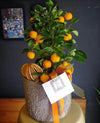 Calamondin Citrus