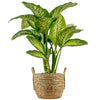 Dieffenbachia (Difenbahya)