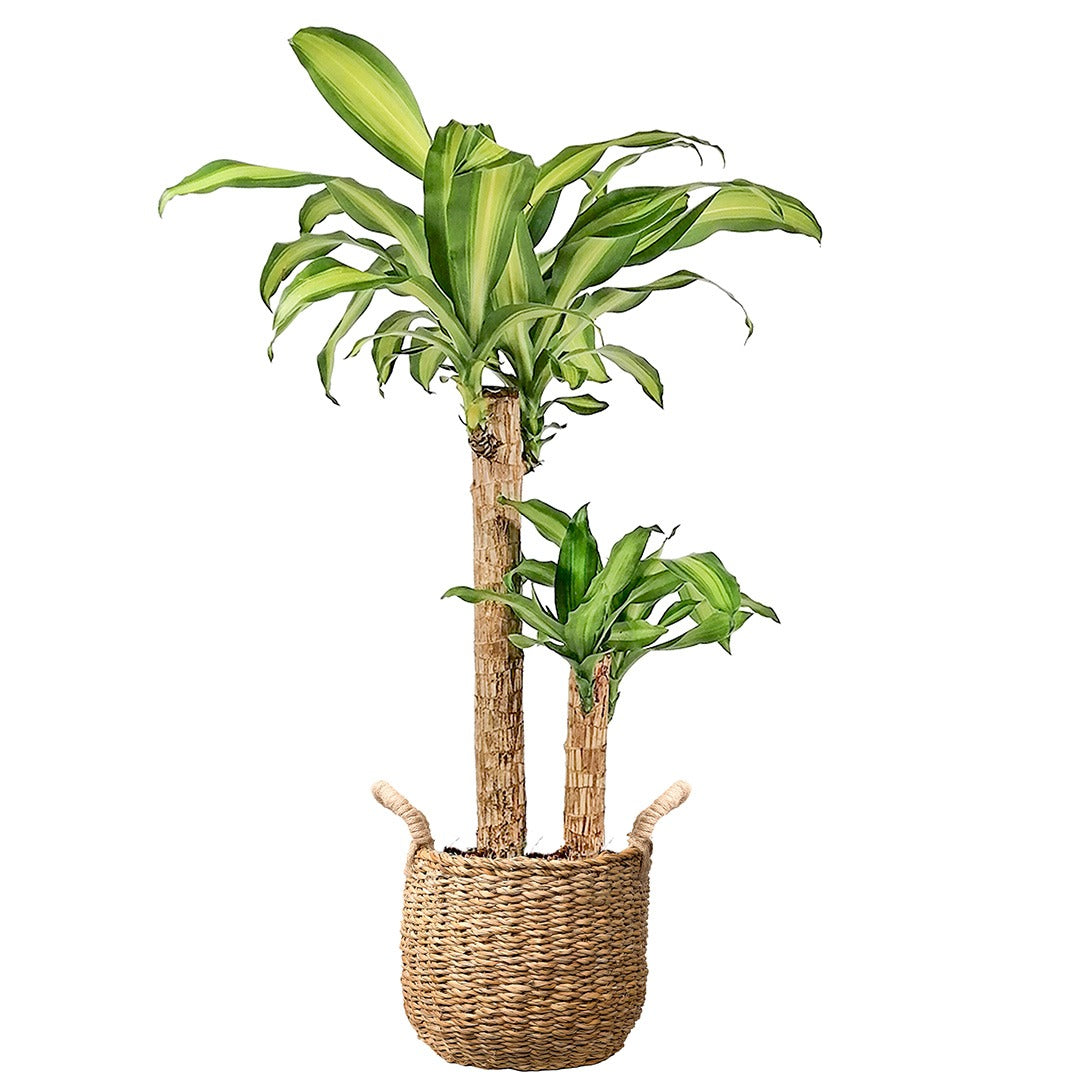 Dracaena Fragrans / Massangeana