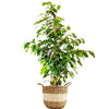 Ficus Benjamina (Benjamin / Ağlayan Çınar)