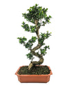 Ficus Microcarpa Ginseng (Bonsai Ficus)