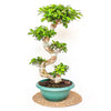Ficus Microcarpa (Sarmal Gövdeli Bonsai Türü)