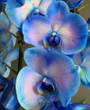 Mavi Huylu Orkide