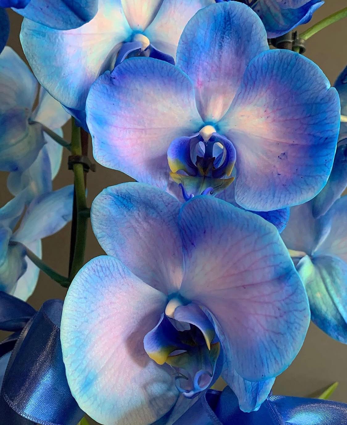 Bleu magique