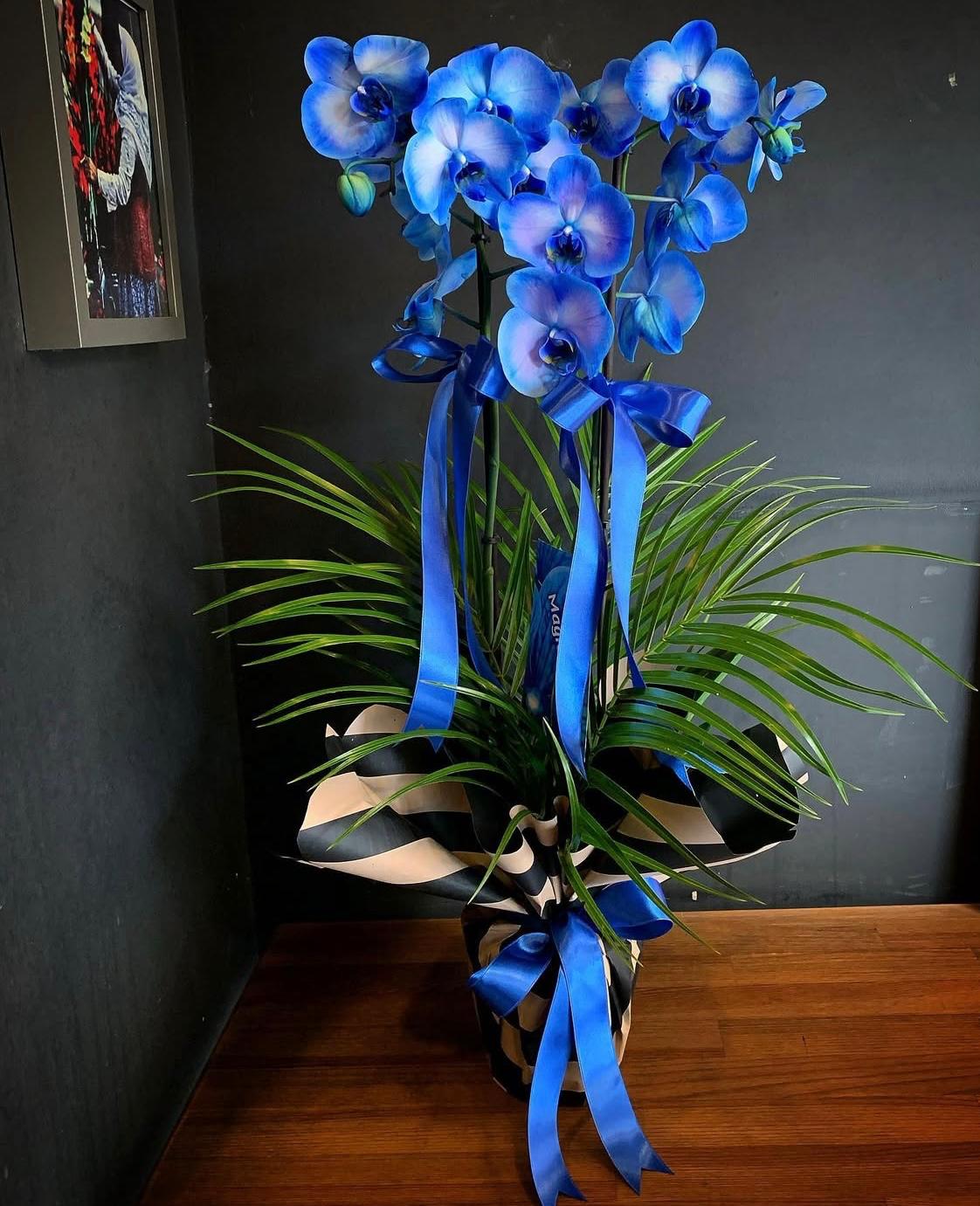 Bleu magique