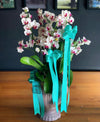 Orchidée Élégance (Turquoise)