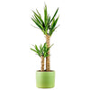 Yucca (Yuka Ağacı)