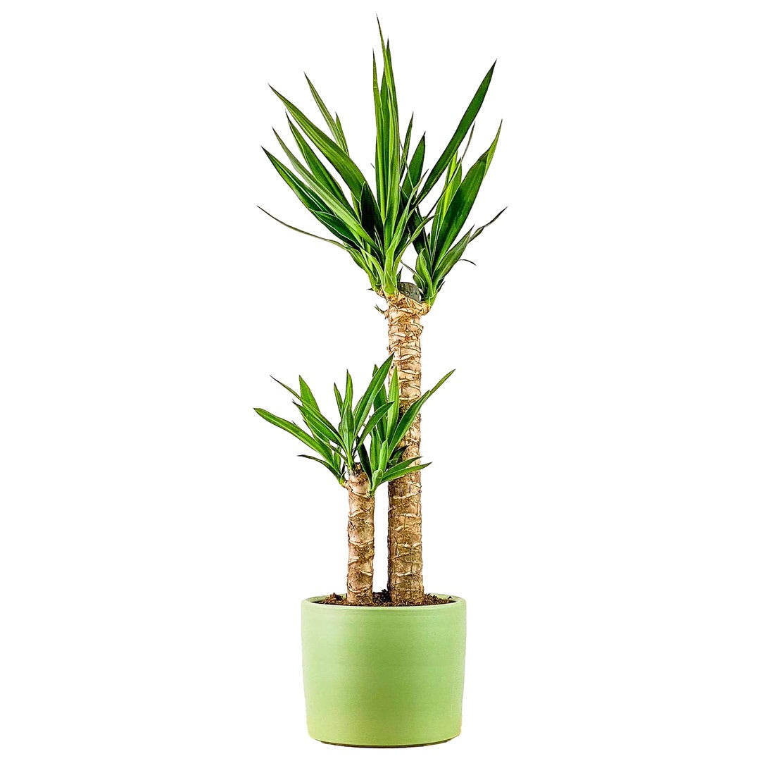 Yucca (Yuka Ağacı)