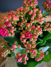 Beyaz Sepette Pembe Kalandiva / Calanchöe
