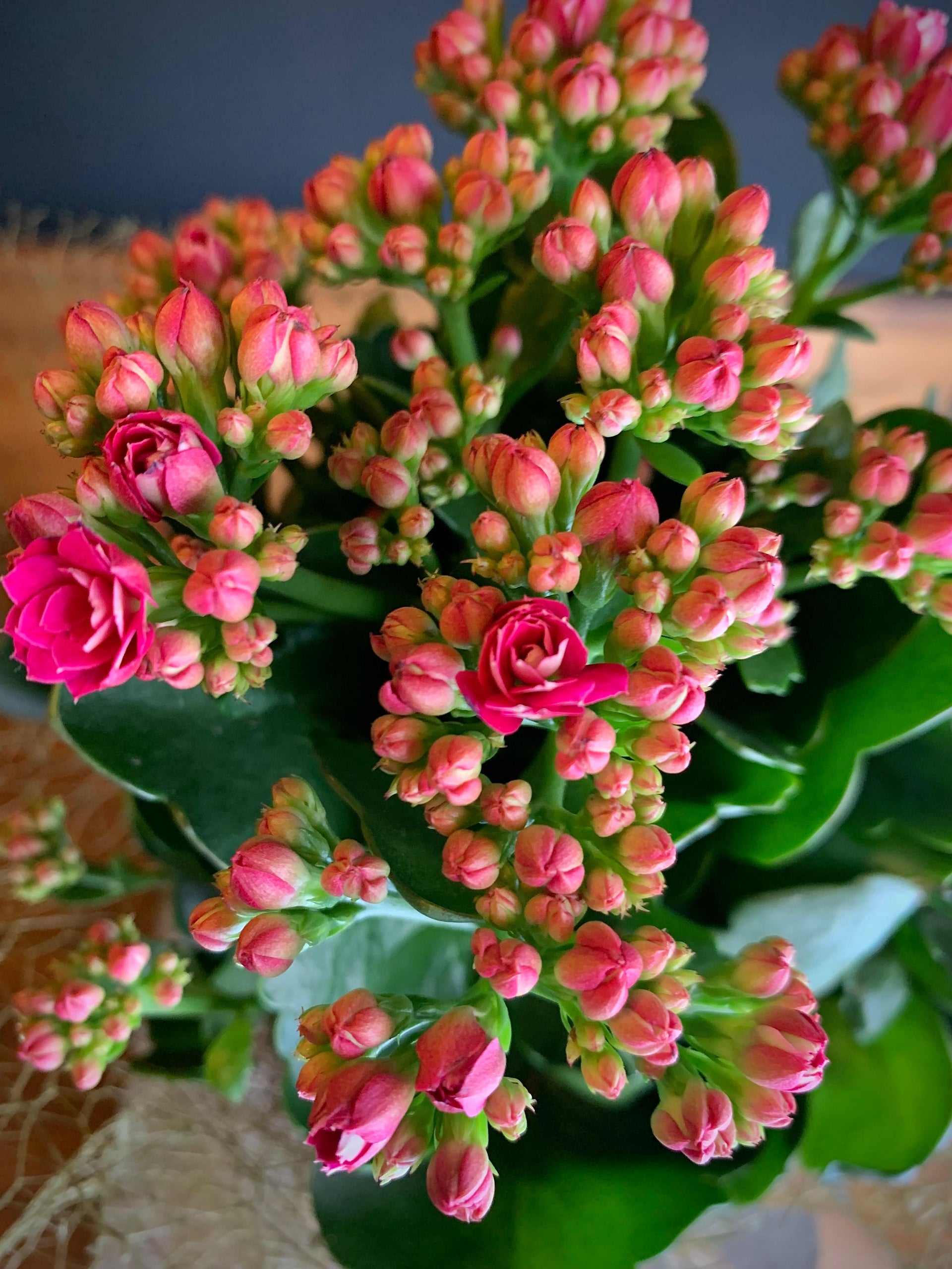 Krem Seramikte Pembe Kalandiva / Calanchöe