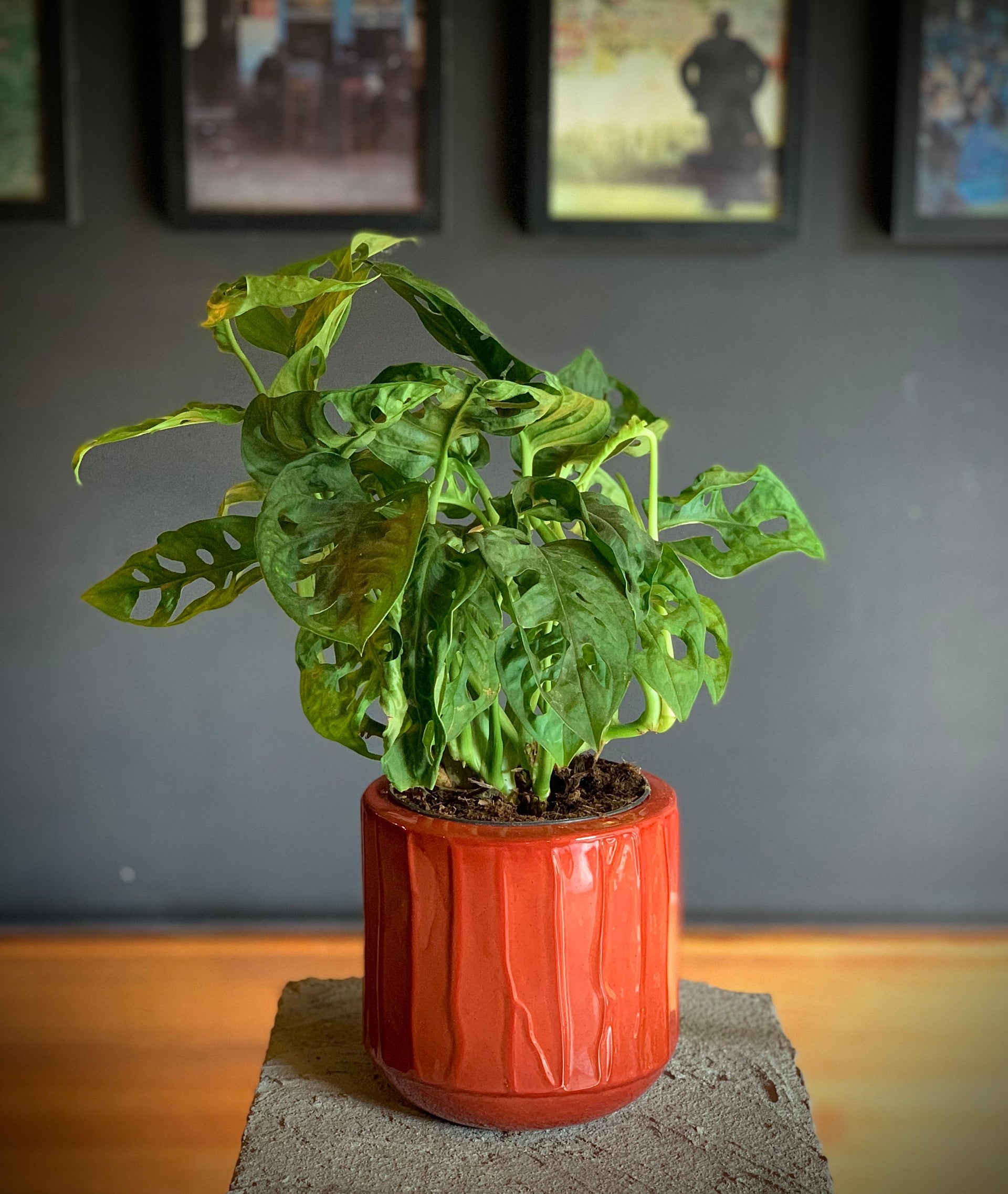 Monstera Adansonii