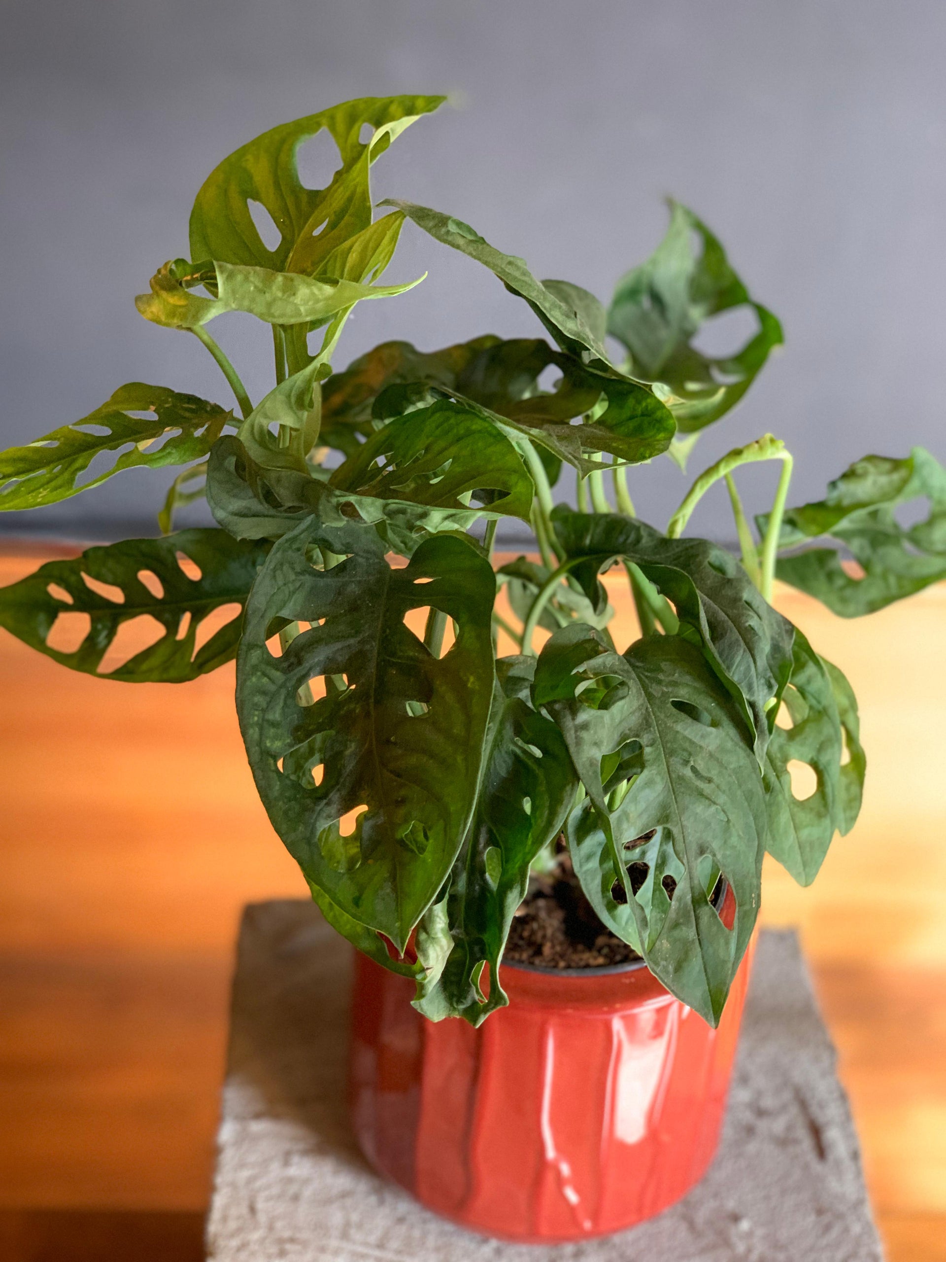 Monstera Adansonii