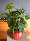 Monstera Adansonii