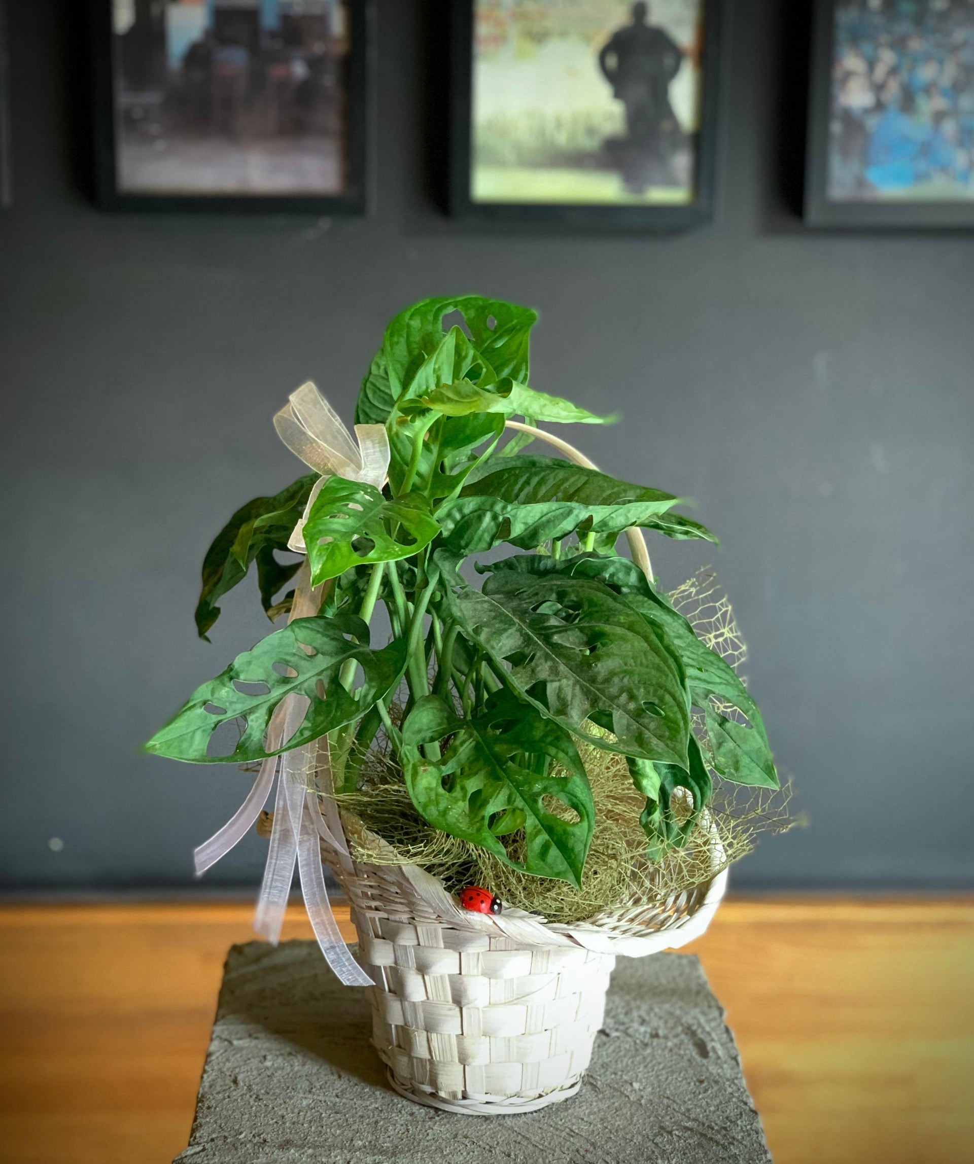 Sepette Monkey Monstera Adansonii