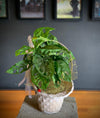 Sepette Monkey Monstera Adansonii