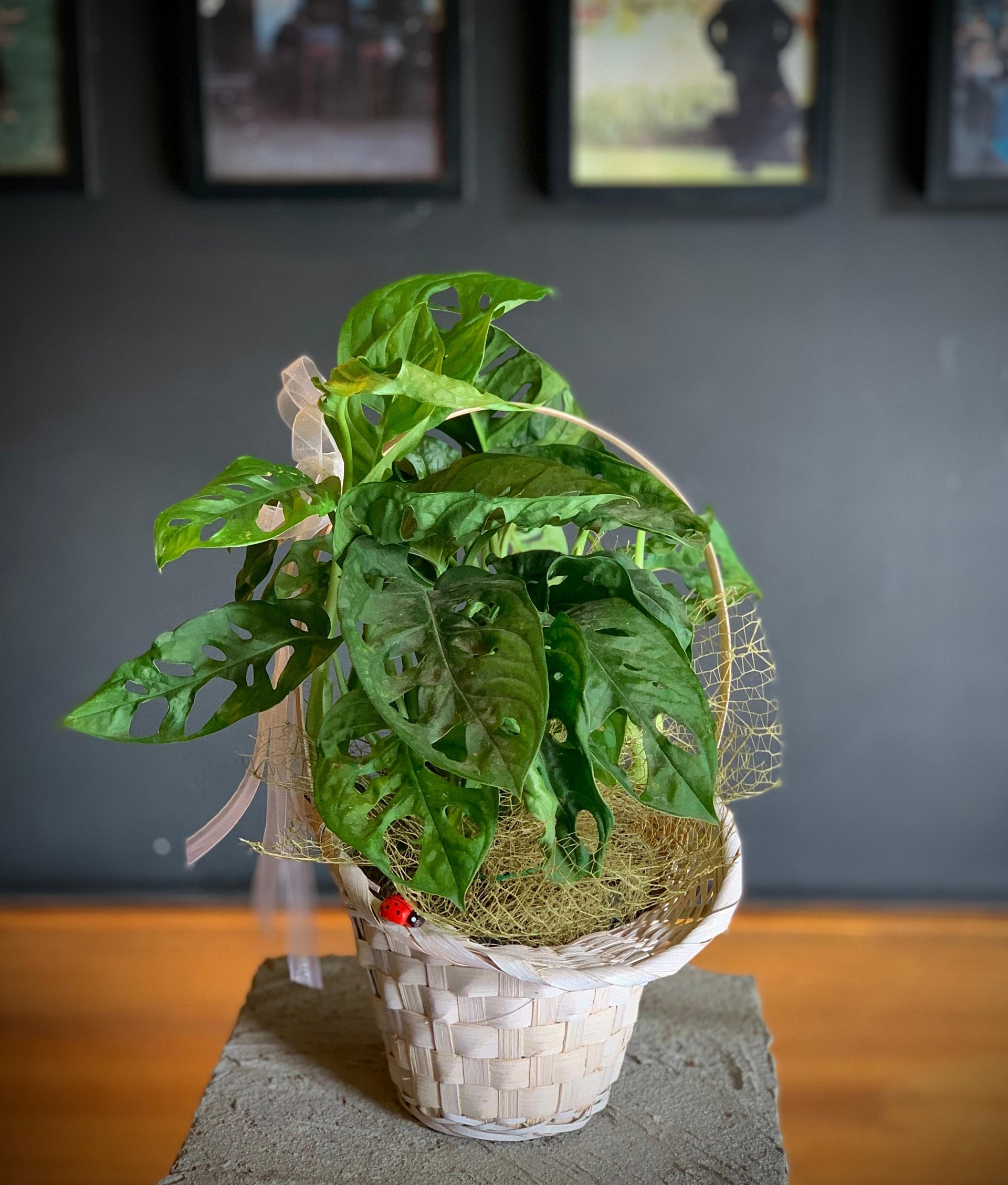 Sepette Monkey Monstera Adansonii