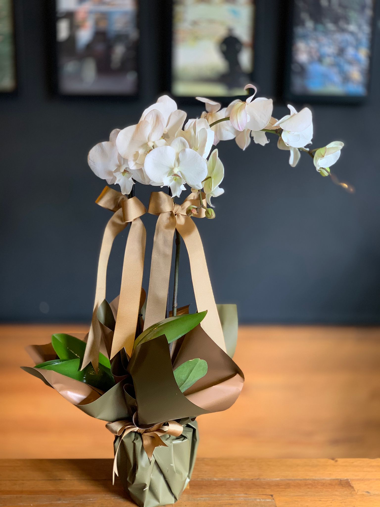 Klasik Zarafet - Beyaz Phalaenopsis Orkide