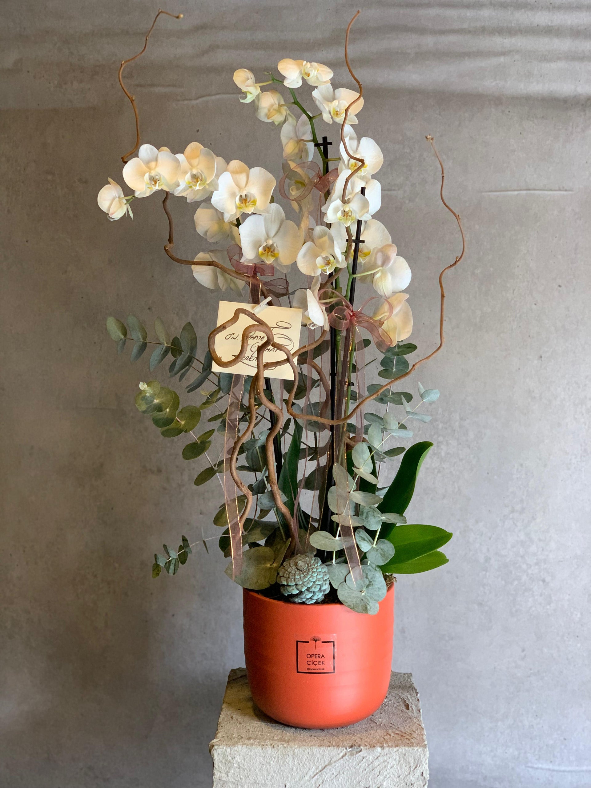 Turuncu Saksıda Beyaz Orkide