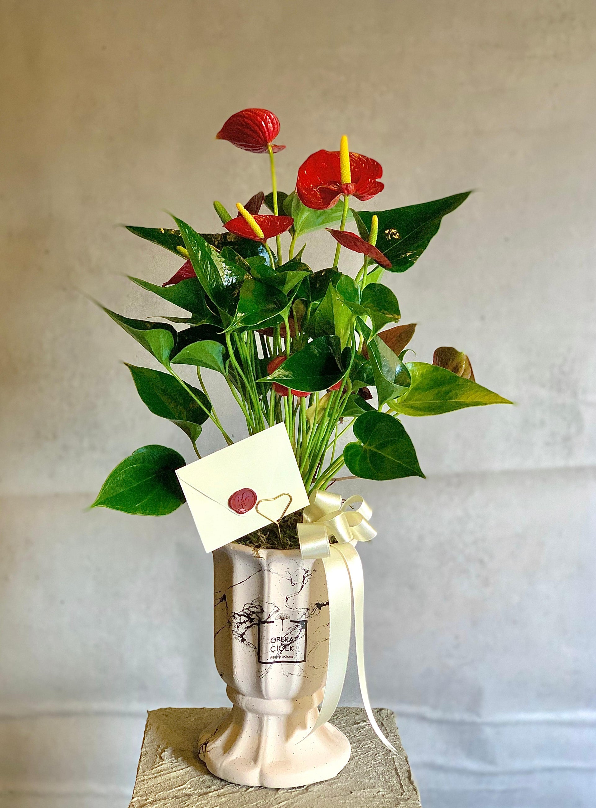 Anthurium (Flamingo Çiçeği)  Crimson Elegance Anthurium Plant