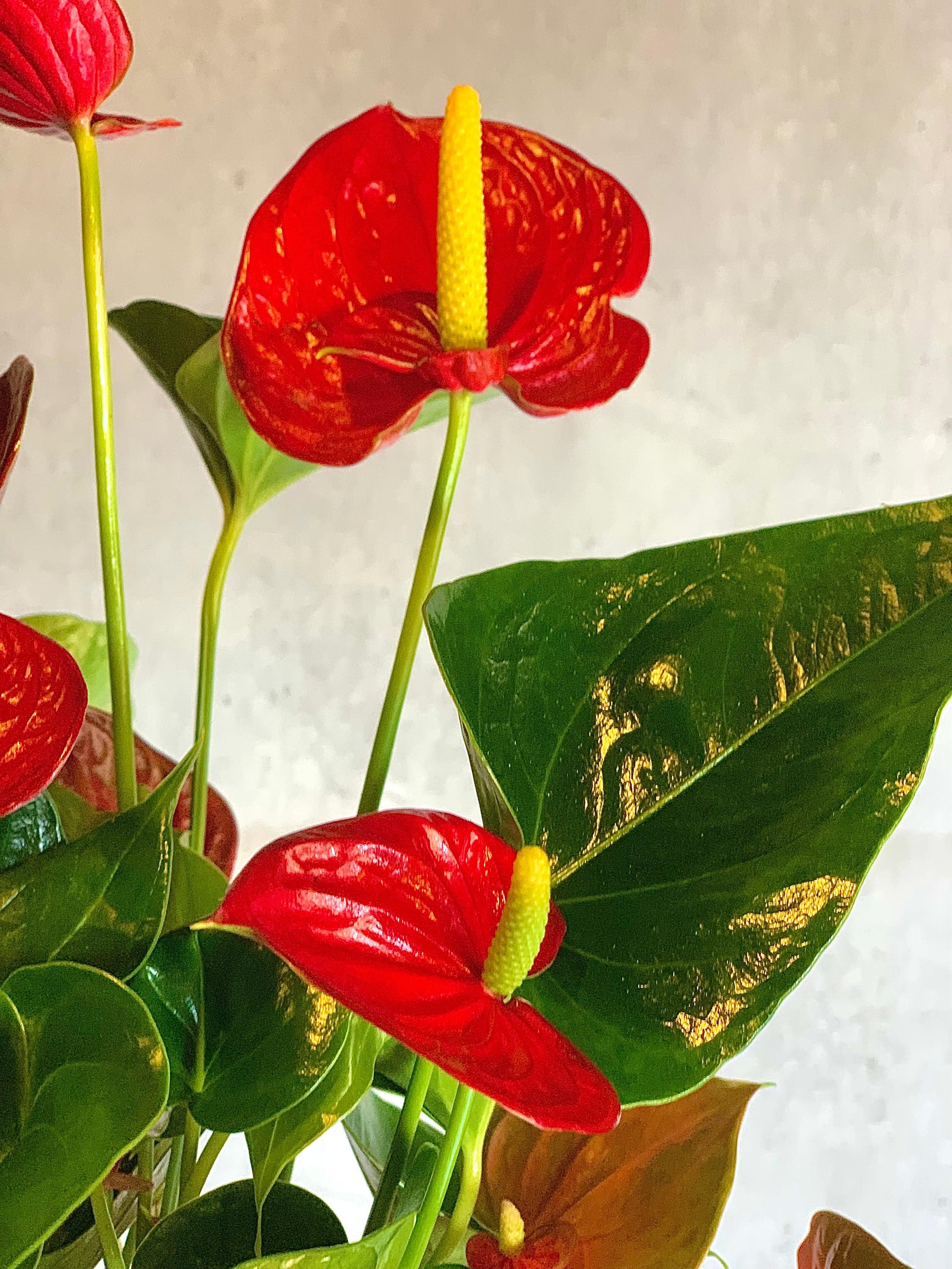 Anthurium (Flamingo Çiçeği)  Crimson Elegance Anthurium Plant
