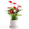 Anthurium (Fleur de flamant rose)