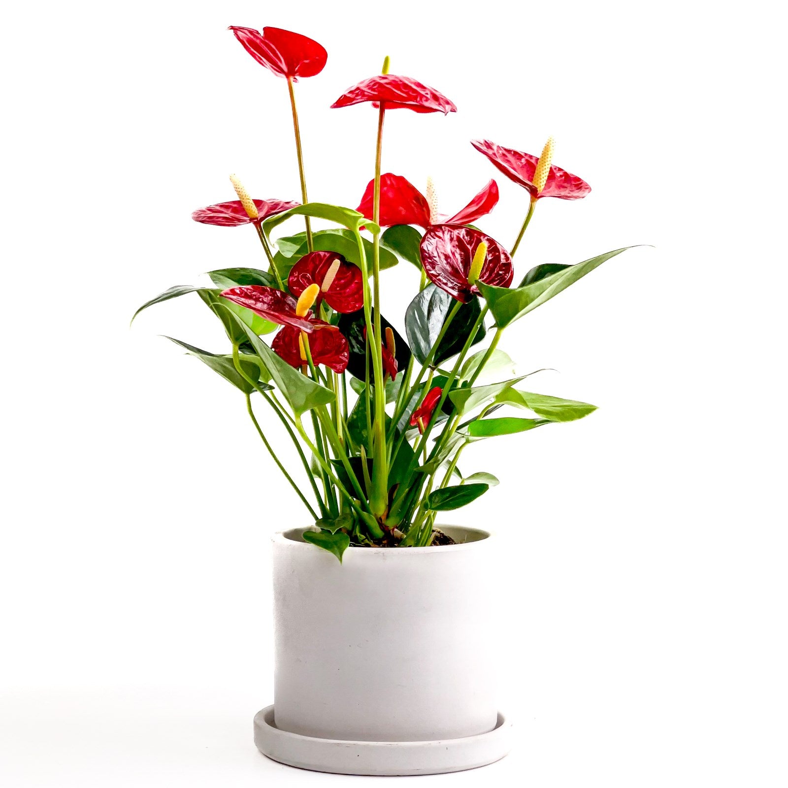 Anthurium (Flamingo Çiçeği)