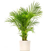 ⁠Areka Palmiyesi (Areca Palm)