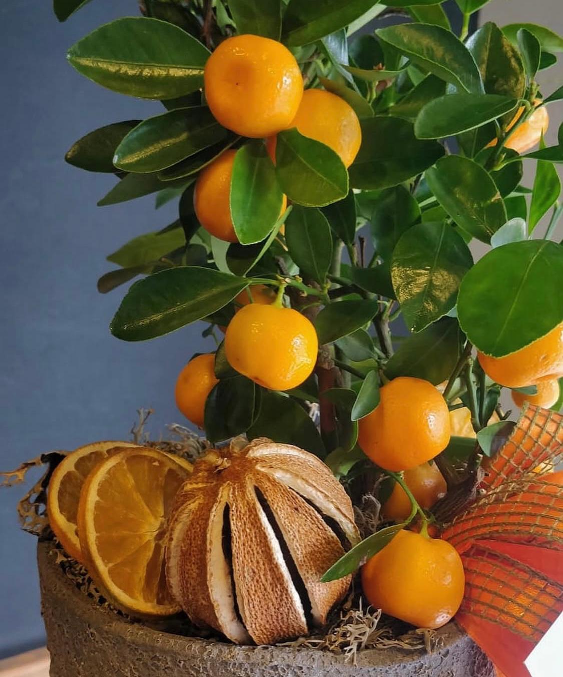 Calamondin Citrus