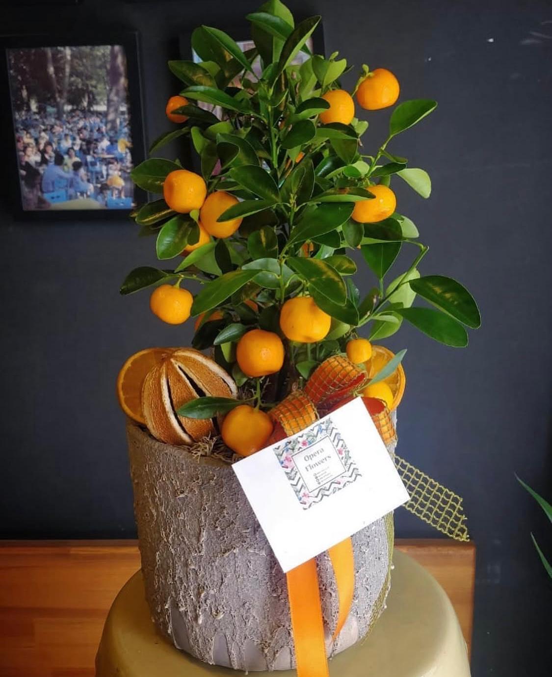 Calamondin Citrus