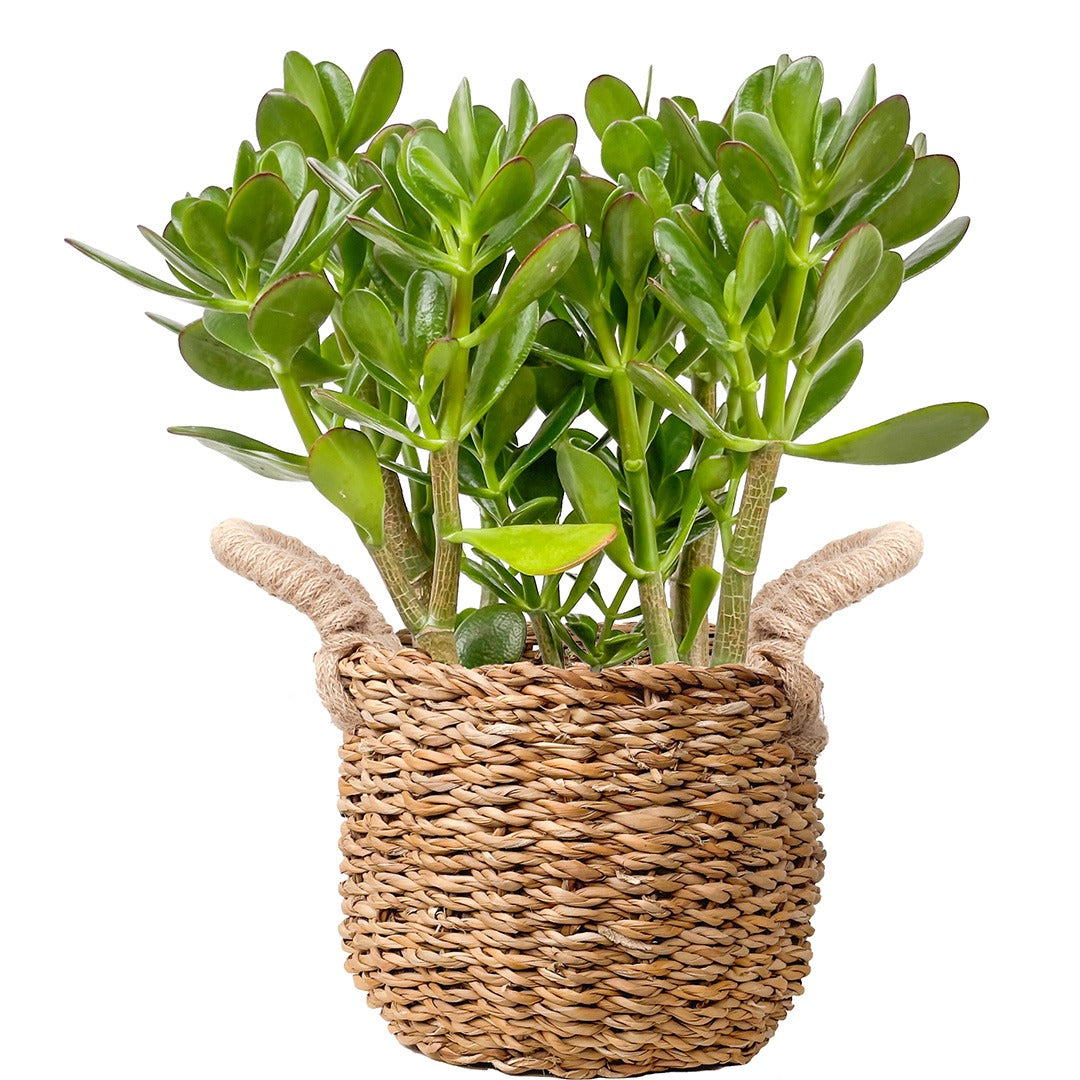 Crassula Ovata (Para Ağacı / Yeşim Bitkisi)