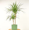 Dracaena Marginata (Ejderha Ağacı)