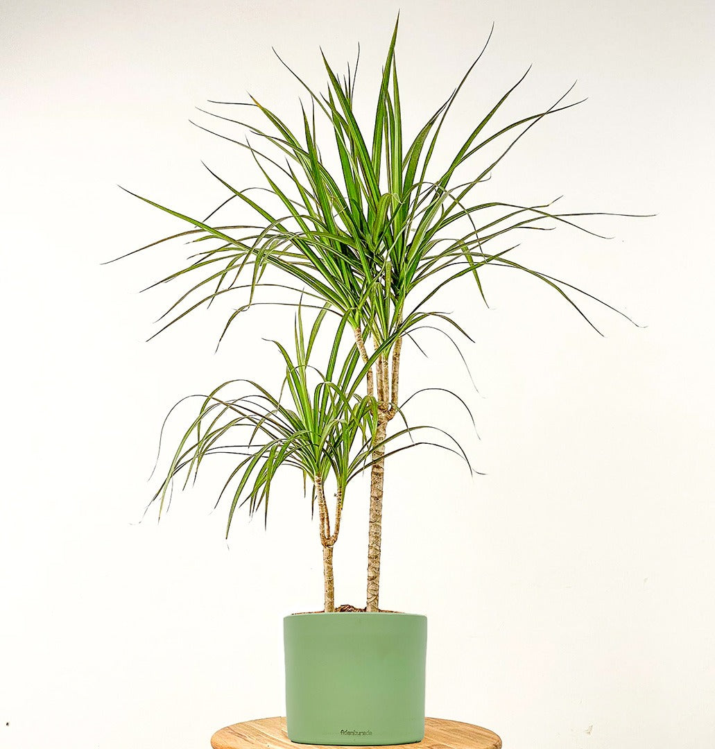 Dracaena Marginata (Ejderha Ağacı)