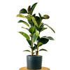 Ficus Elastica (Kauçuk Bitkisi)