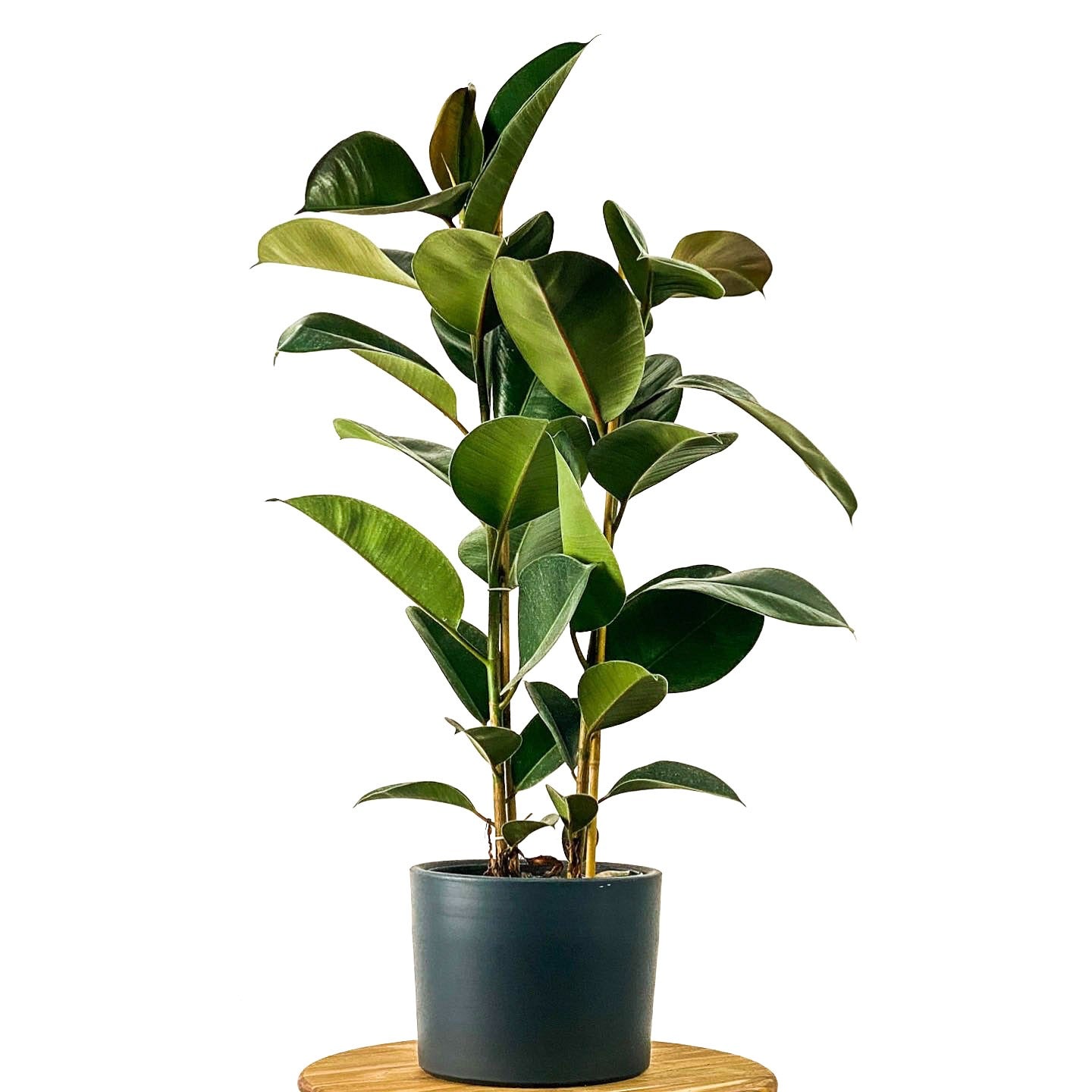 Ficus Elastica (Kauçuk Bitkisi)