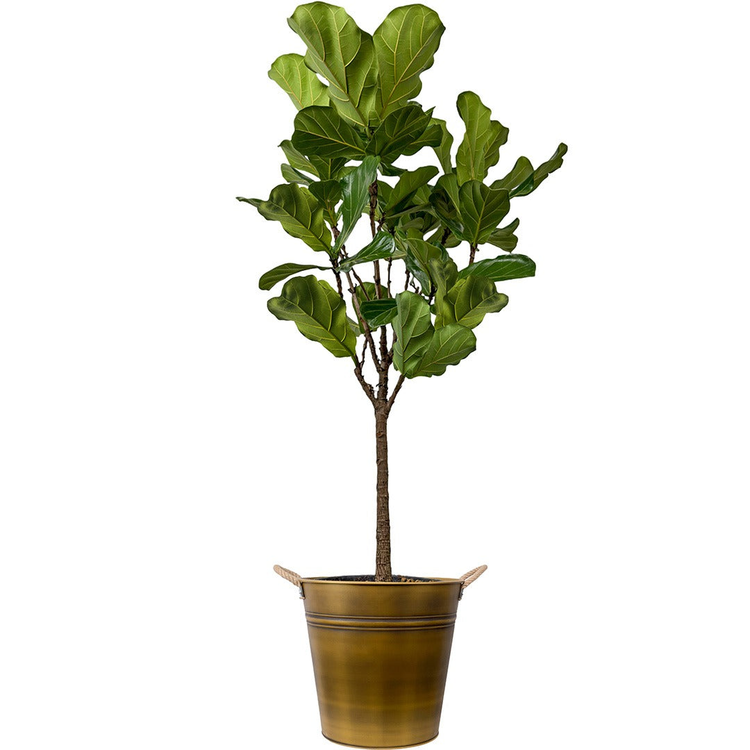 Ficus Lyrata (Keman Yapraklı Kauçuk)