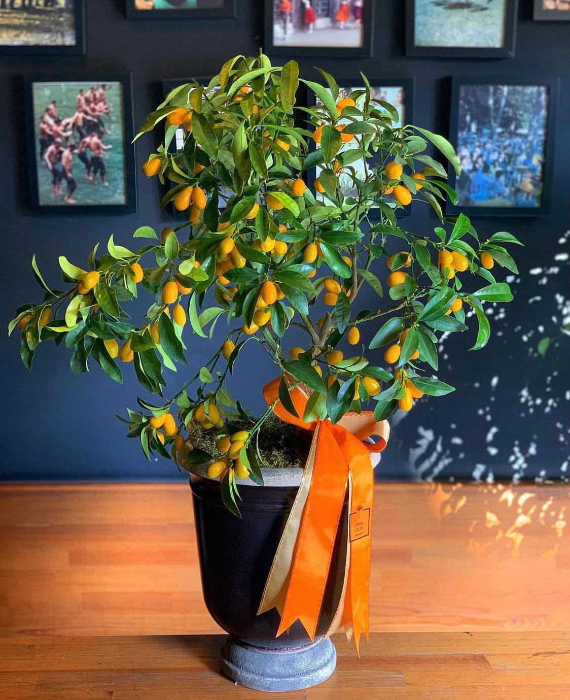 Şans ve Bereket Kumkuat/Calamondin Ağacı