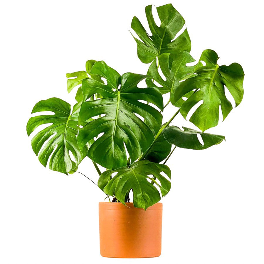 Monstera Deliciosa (Deve Tabanı)