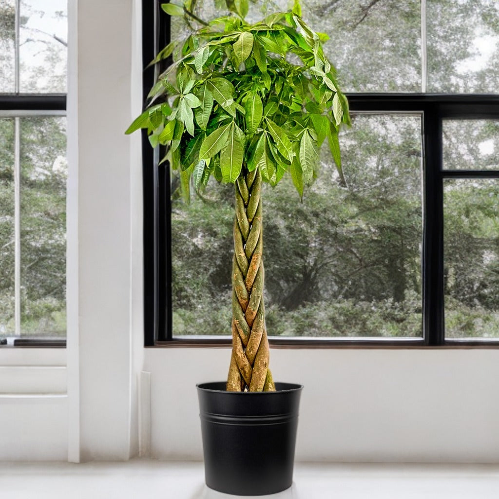 Pachira Aquatica (Para Ağacı / Örgülü Gövdeli)