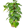 Philodendron Scandens (Philodendron à feuilles de cœur de lierre)
