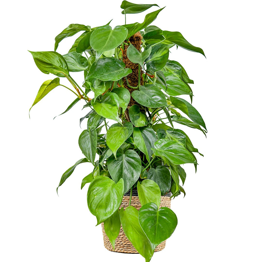 Philodendron Scandens (Sarmaşık Kalp Yapraklı Philodendron)