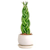 Sansevieria Cylindrica (Örgülü Paşa Kılıcı)